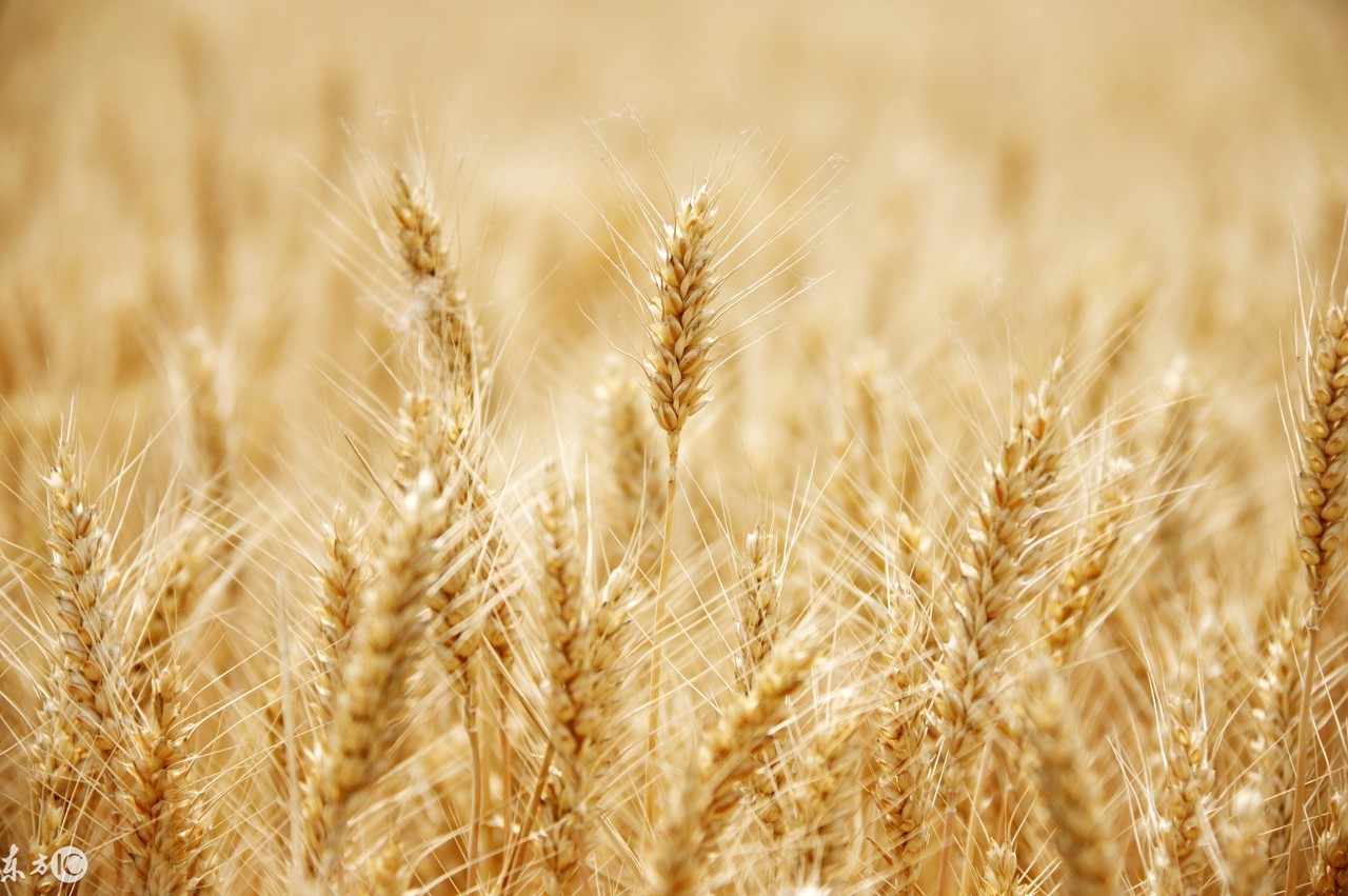 麦子金服清退话题,麦子金服事件