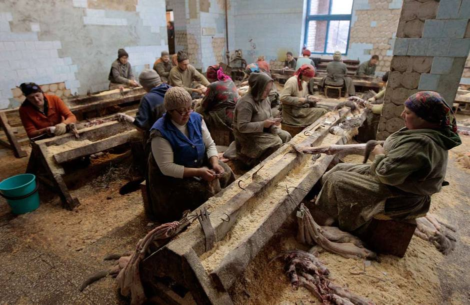 皮草的残酷真相,奢华背后的残忍皮草