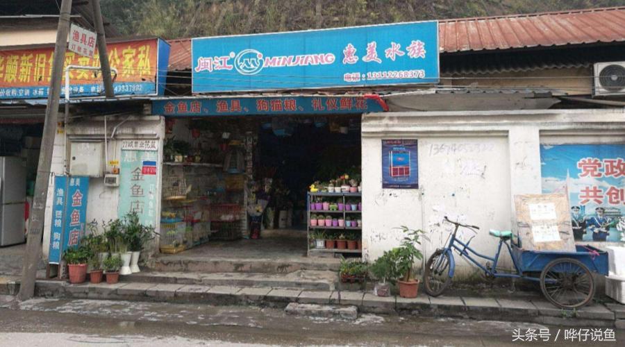 《告水族行业从业人员书》——奇妙的水族店，猥琐的水族店