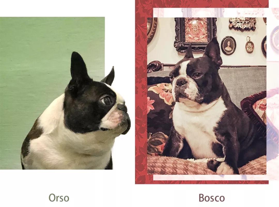 Gucci示范狗年限量，中国生肖正确打开方式！