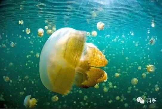 帕劳最新政策消息,帕劳现在怎么样了