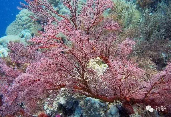 帕劳最新政策消息,帕劳现在怎么样了