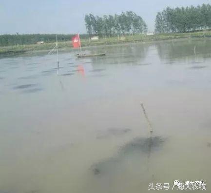 河蟹塘清塘的一些注意事项,河蟹塘消毒用什么好