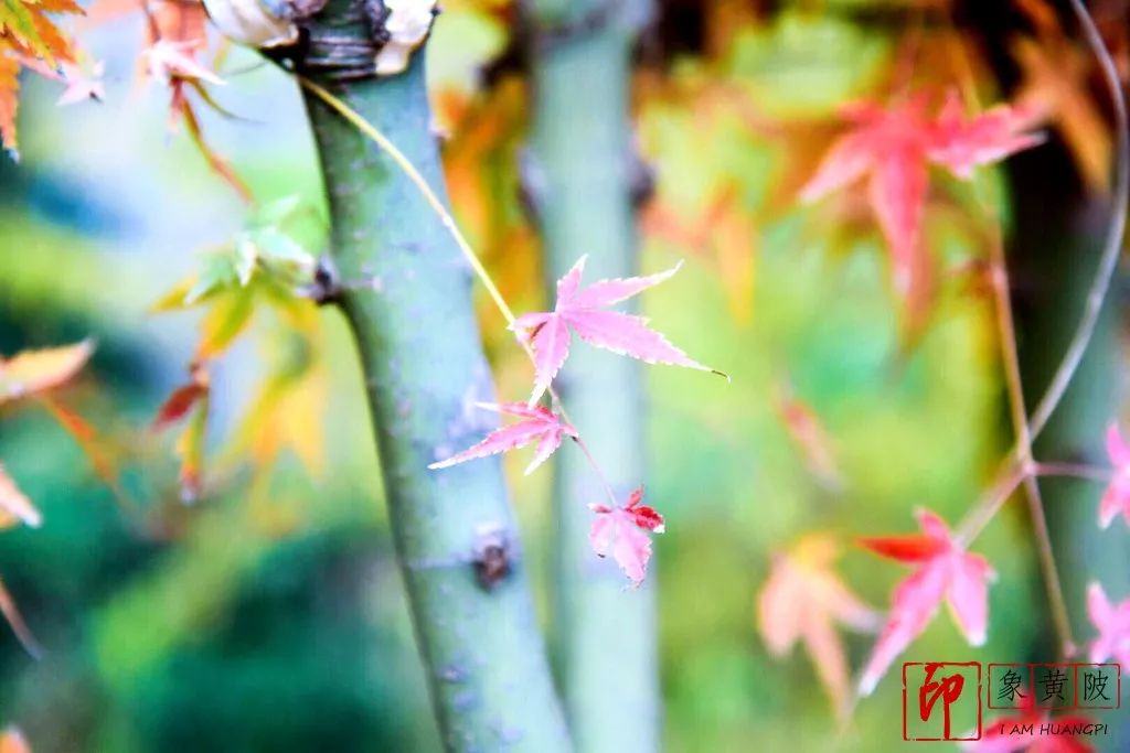 蔡店榨油,蔡店美发店