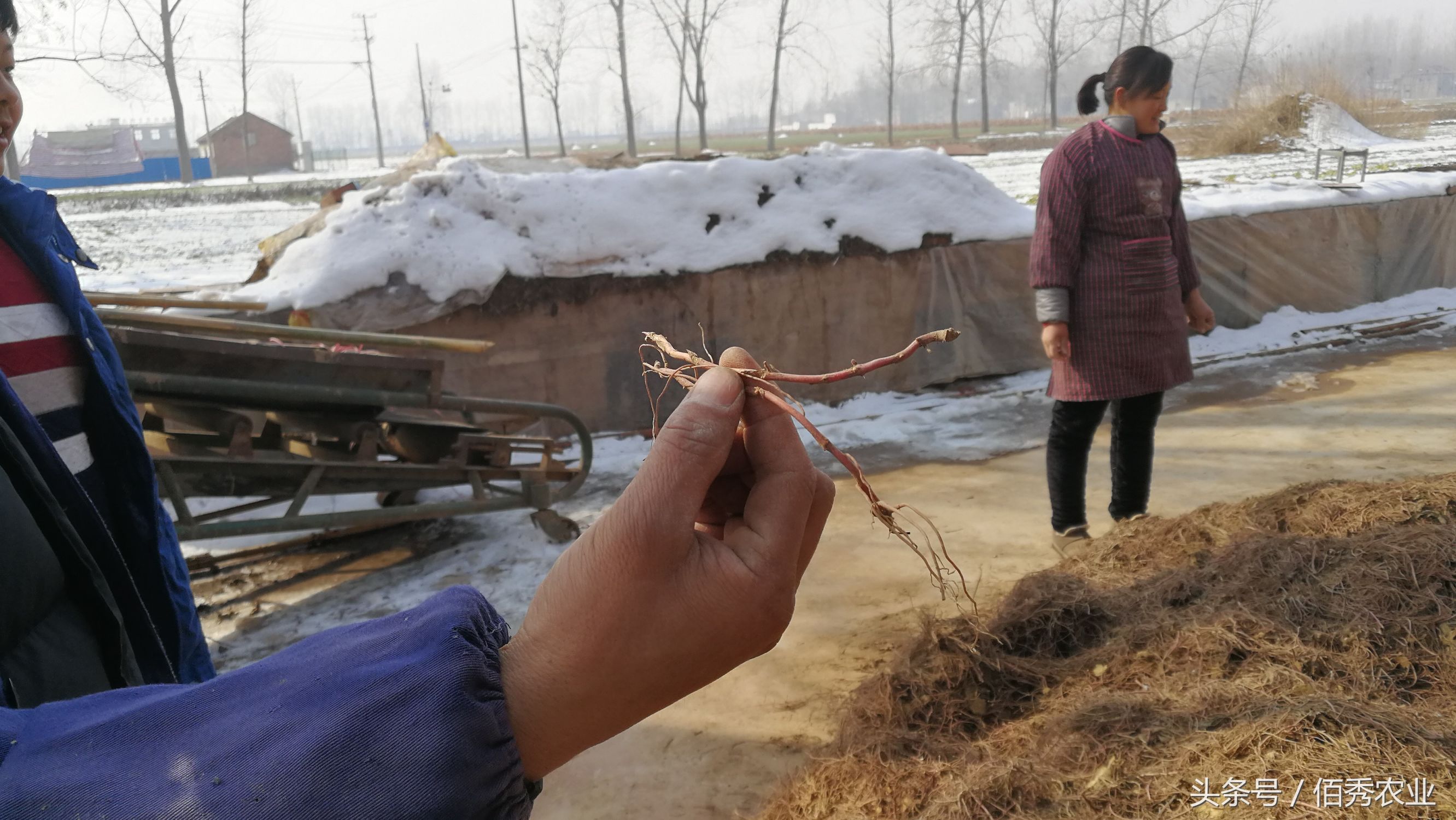 小伙种植中药材年赚百万,村里种植中药材年入百万