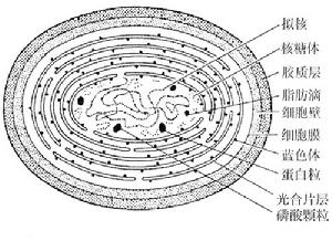 地球生命的演变,地球生命的演变简介
