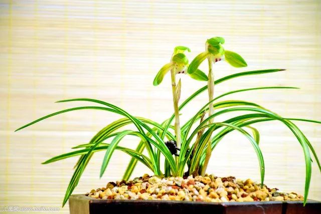 咏兰诗词十首,咏兰五绝诗词