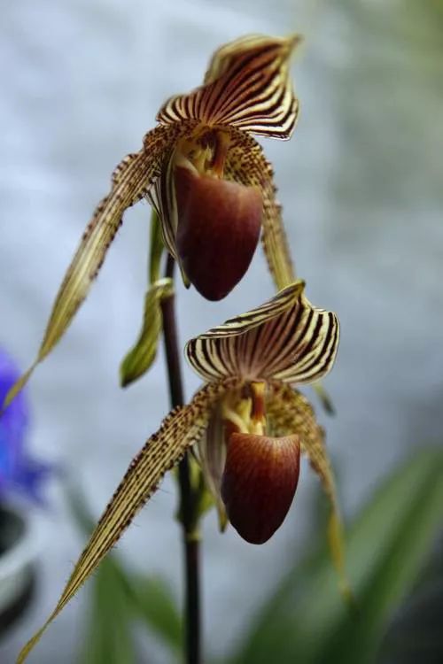 咏兰诗词十首,咏兰五绝诗词