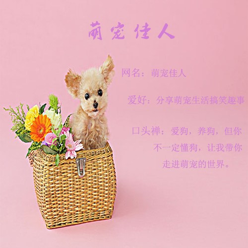 小哈士奇一般卖多少钱一只,哈士奇狗一般卖多少钱一只