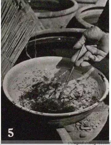 古人夏天如何养鱼,古人养鱼