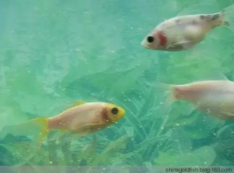 古人夏天如何养鱼,古人养鱼