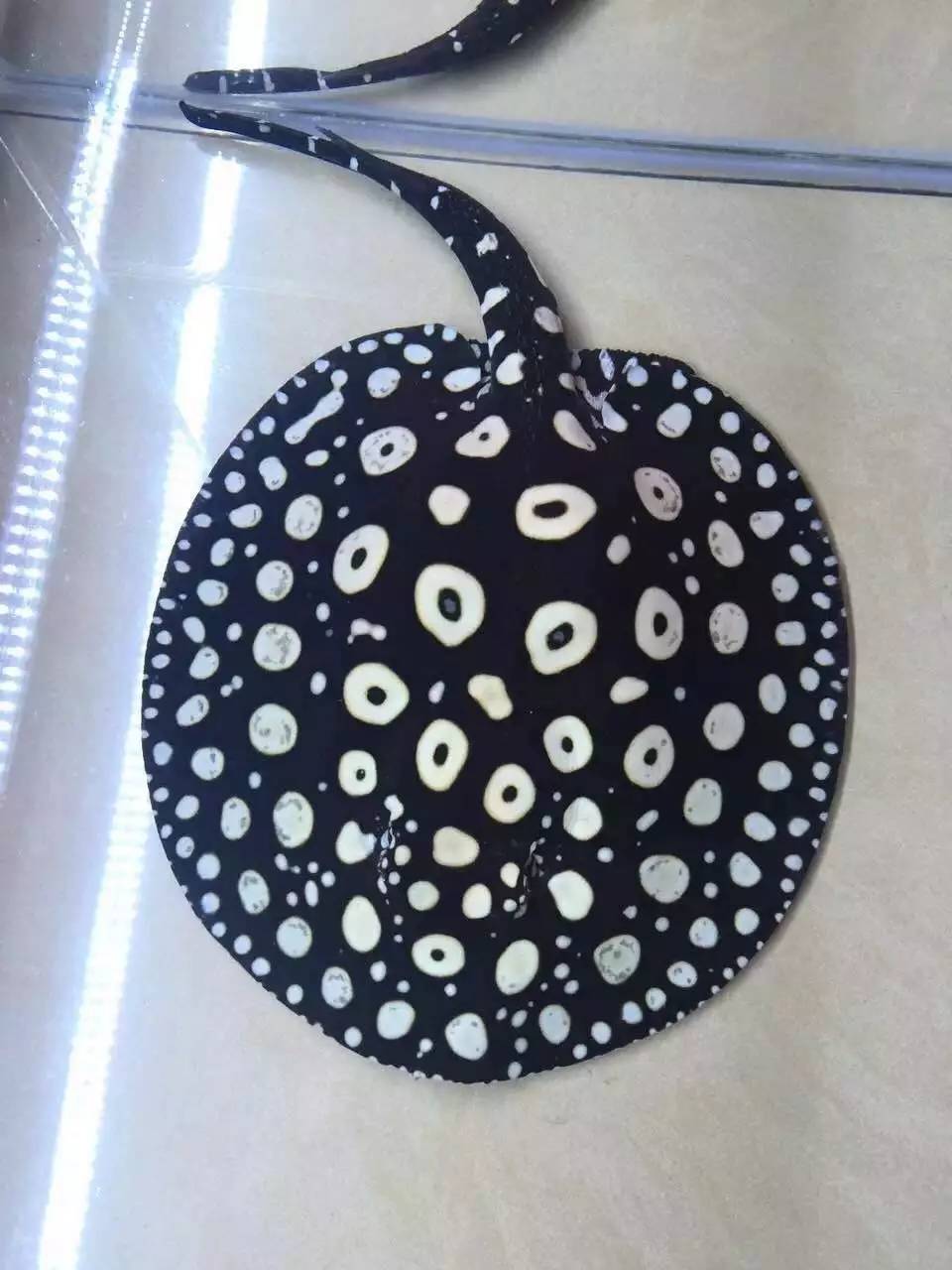 魟鱼养殖知识,谈谈对观赏鱼养殖的认识