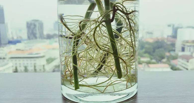 阿司匹林哮喘急救药物,阿司匹林外敷妙用