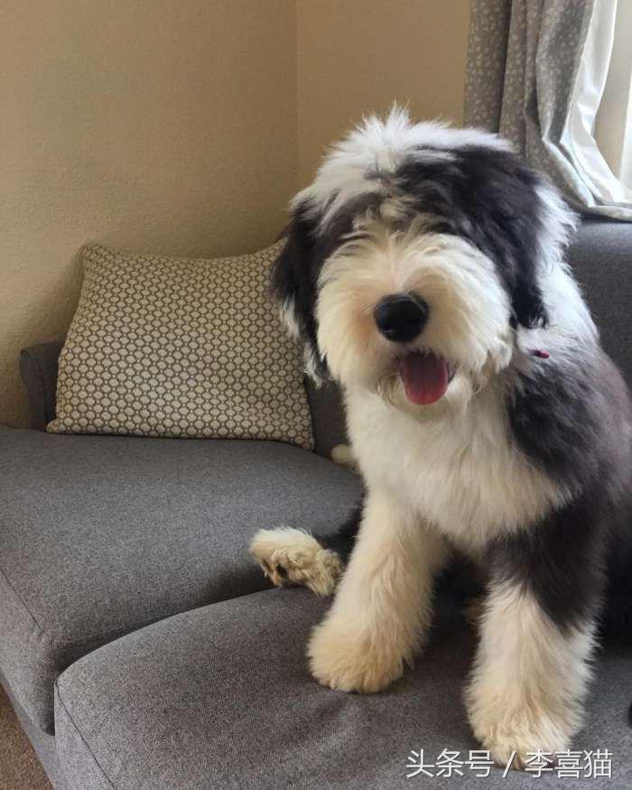 因为代言油漆而闻名世界的英国古代牧羊犬，XXXL号的超大抱抱熊