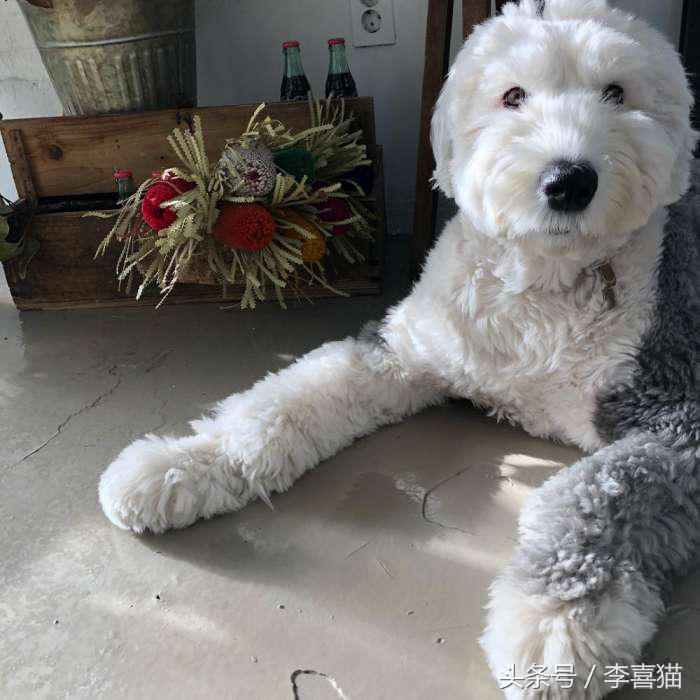 因为代言油漆而闻名世界的英国古代牧羊犬，XXXL号的超大抱抱熊