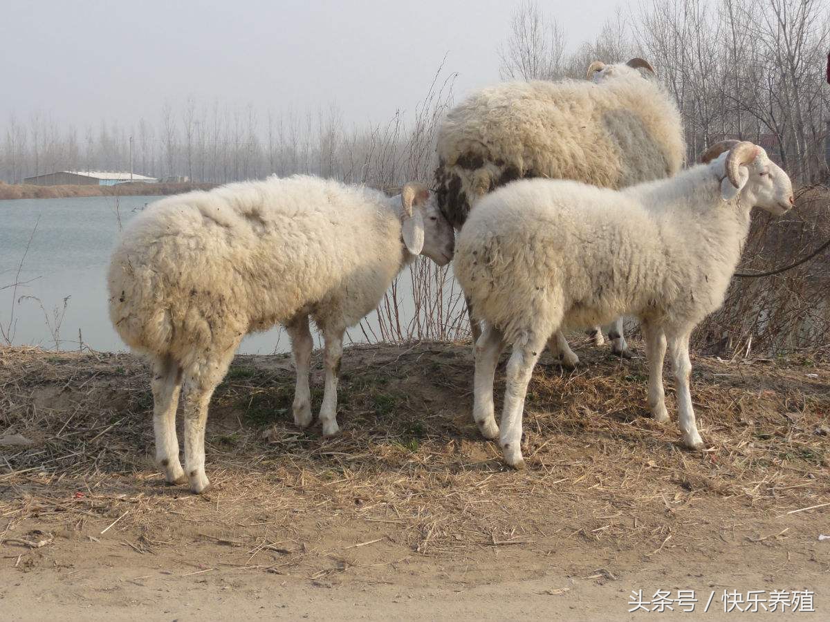 新手买羊一般多少只,新手卖羊的正确方法