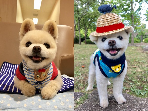 博美俊介是什么狗,博美犬俊介是什么意思