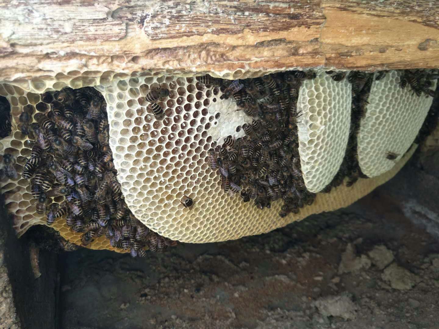 特级蜂蜜精华,冬宝蜂蜜纯天然正宗蜂蜜