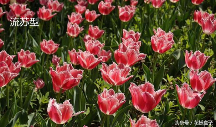 荷兰国花郁金香价格表,荷兰国花郁金香的故事