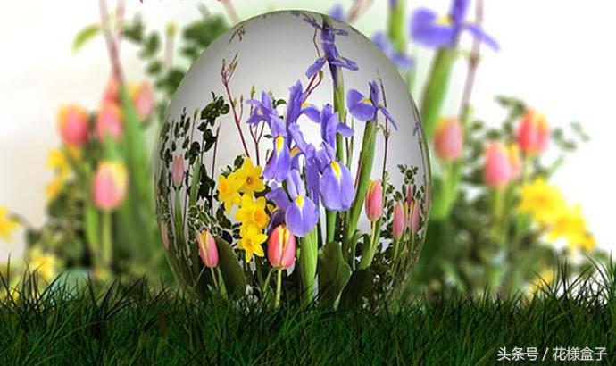 荷兰国花郁金香价格表,荷兰国花郁金香的故事