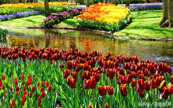 荷兰国花郁金香价格表,荷兰国花郁金香的故事