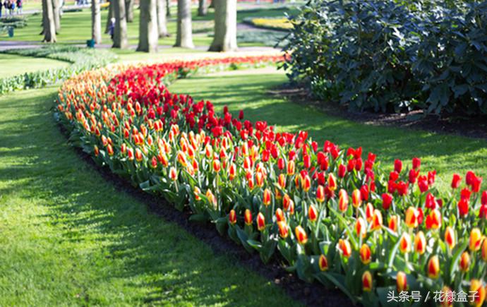 荷兰国花郁金香价格表,荷兰国花郁金香的故事