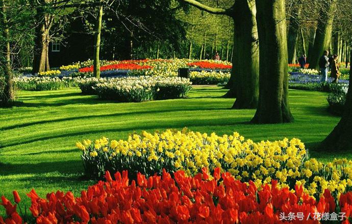 荷兰国花郁金香价格表,荷兰国花郁金香的故事