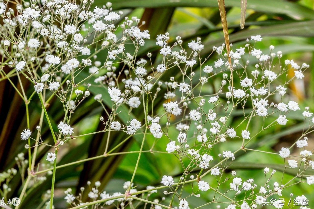 满天星病害治疗方法,满天星病虫害