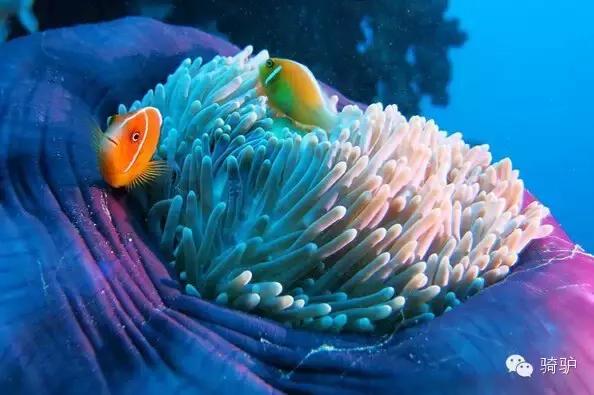 帕劳最新政策消息,帕劳现在怎么样了