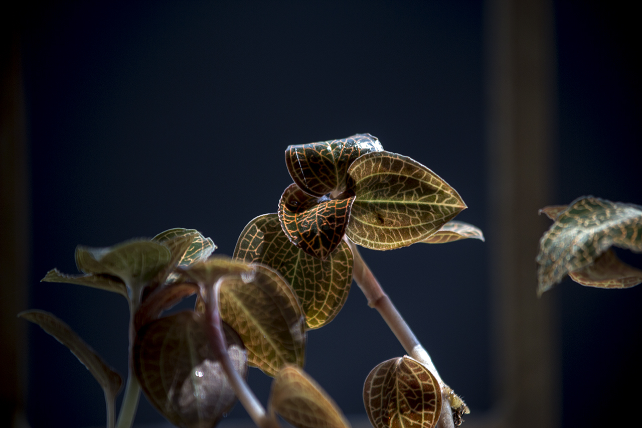 又是一年进补季,会吃好食材之金线莲篇,也许你家花盆就有哦