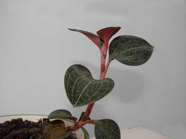 又是一年进补季,会吃好食材之金线莲篇,也许你家花盆就有哦