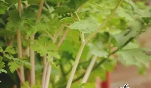 芹菜哪个地方卖最贵,芹菜值钱