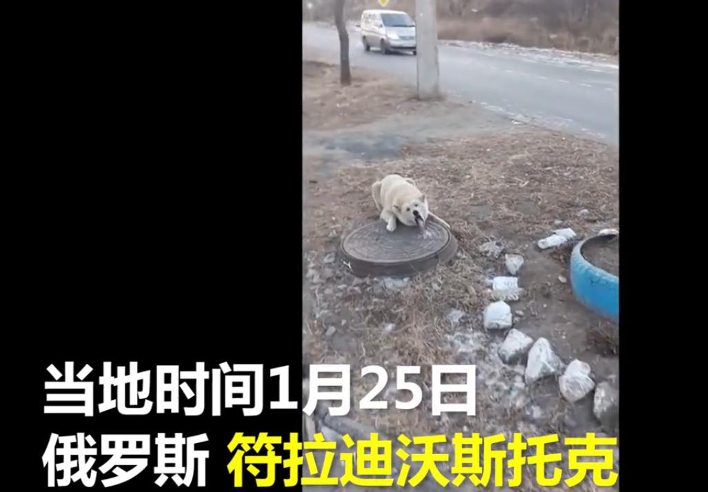 狗狗舌头舔下井盖,狗舌头粘井盖