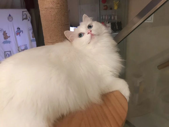 猫奴晒出自家田园猫经常乱叫，网友：这颜值，不说还以为是金吉拉