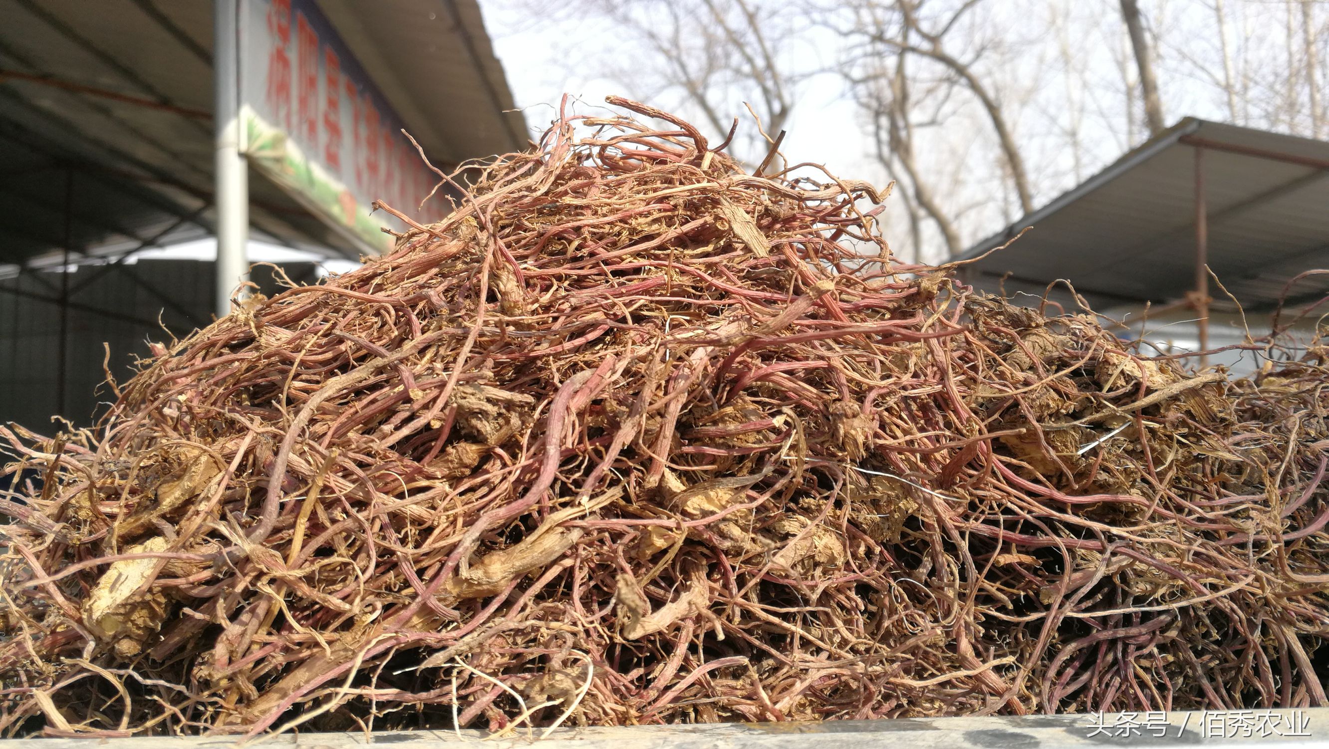 小伙种植中药材年赚百万,村里种植中药材年入百万