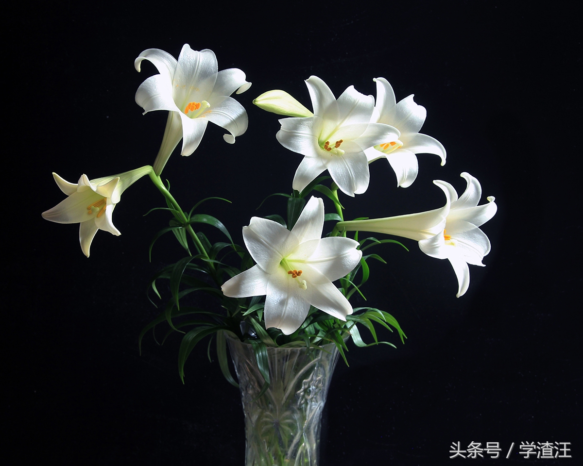 香水百合水养和土养花期区别,香水百合水培怎么养开花比较快