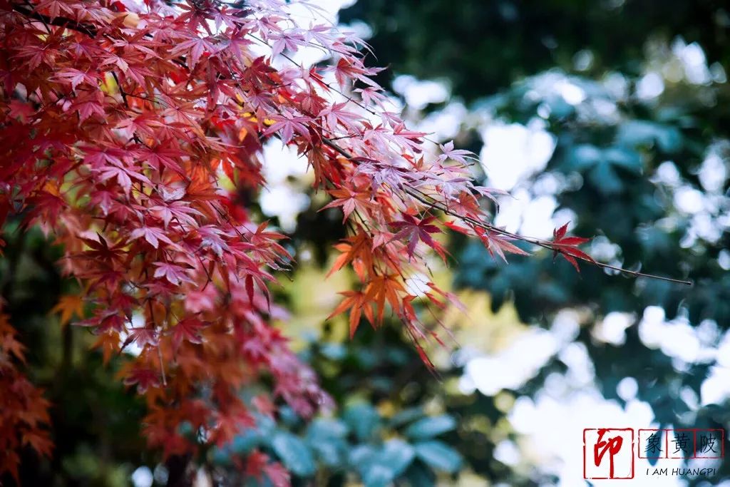 蔡店榨油,蔡店美发店