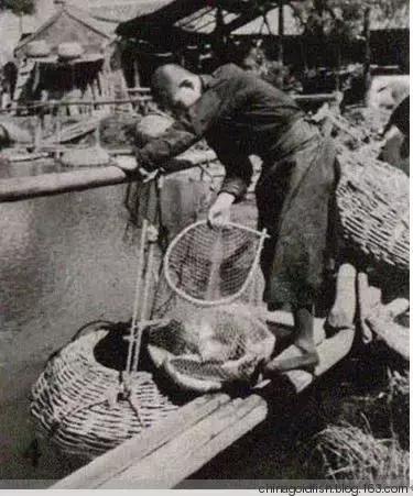 古人夏天如何养鱼,古人养鱼