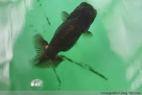 古人夏天如何养鱼,古人养鱼