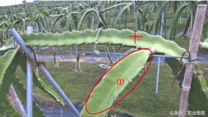 火龙果长芽是怎么回事,火龙果长芽了怎么回事