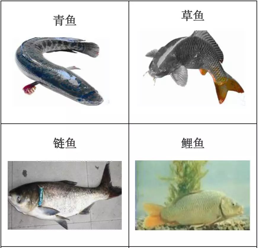 水产品种类及图片,常见的淡水鱼你认识多少