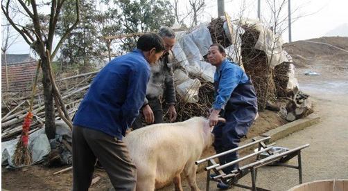 在农村怎样才可以赚到钱？新的一年想发家致富？这些会帮到你！