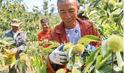 在农村怎样才可以赚到钱？新的一年想发家致富？这些会帮到你！