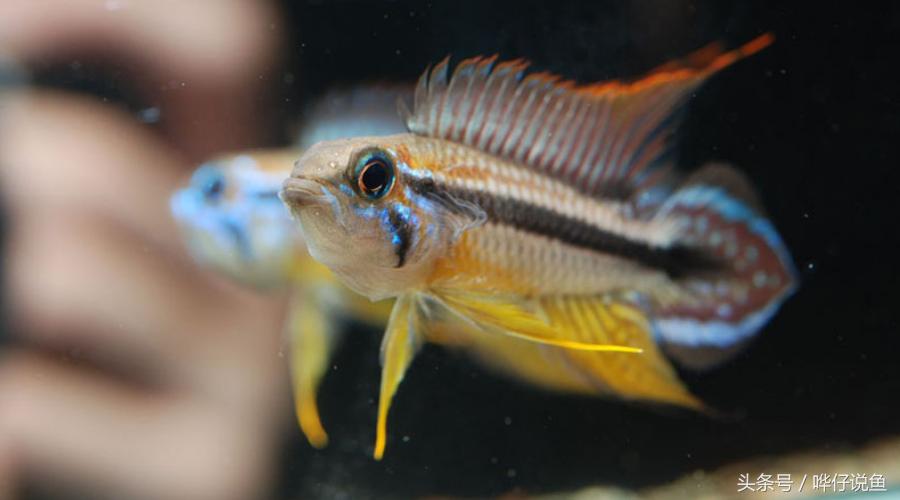 南美短鲷超红,南美短鲷喜欢的环境