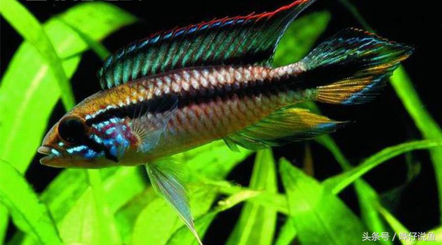 南美短鲷超红,南美短鲷喜欢的环境