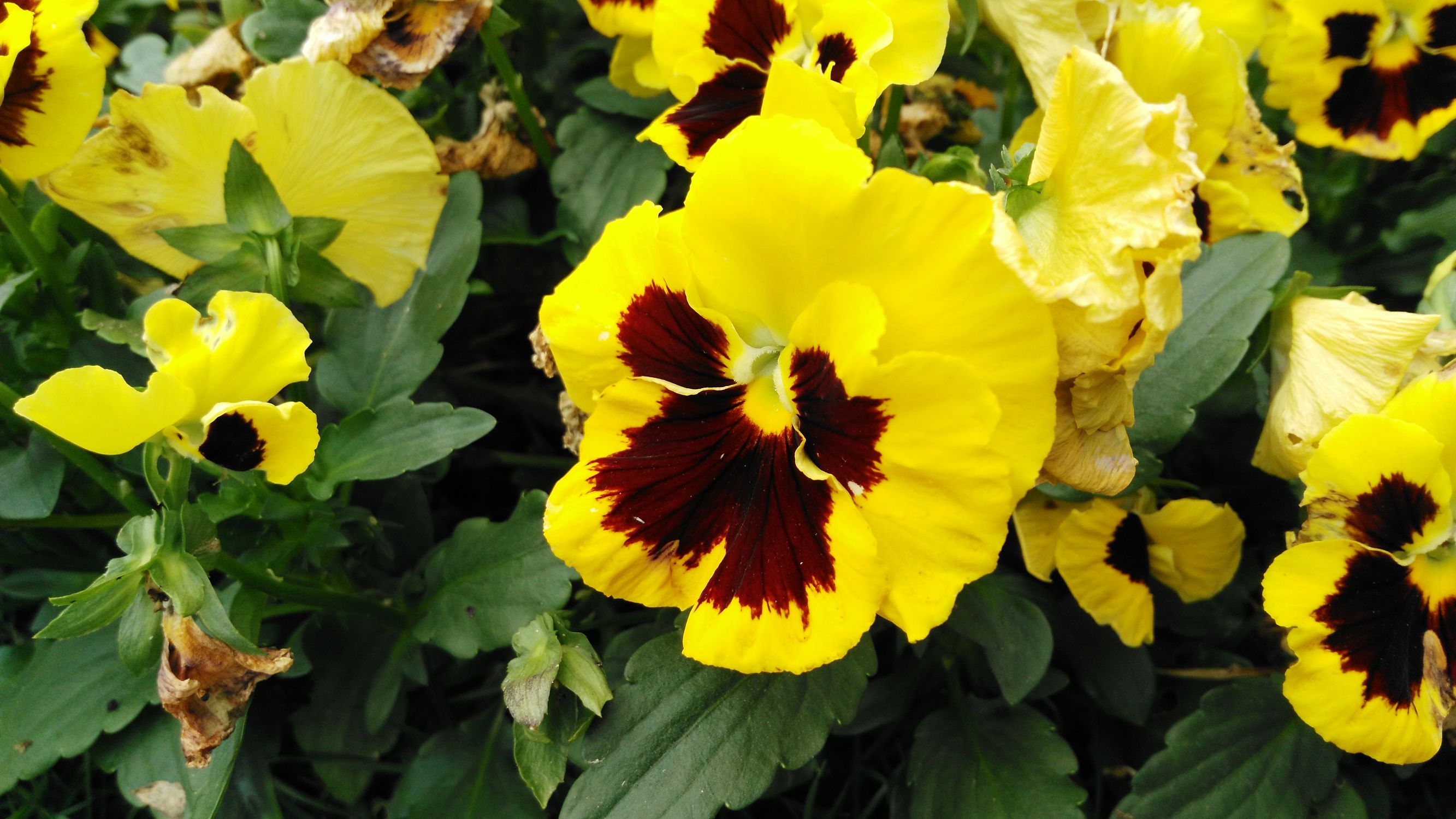 从化宝趣玫瑰世界,广州从化宝趣玫瑰基地