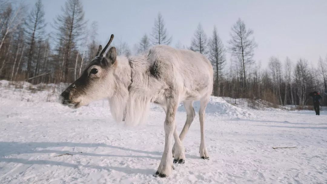 最后的驯鹿部落敖鲁古雅,中国最后原始部落敖鲁古雅
