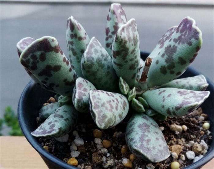 多肉水泡海豹老桩状态,库伯与海豹的区别