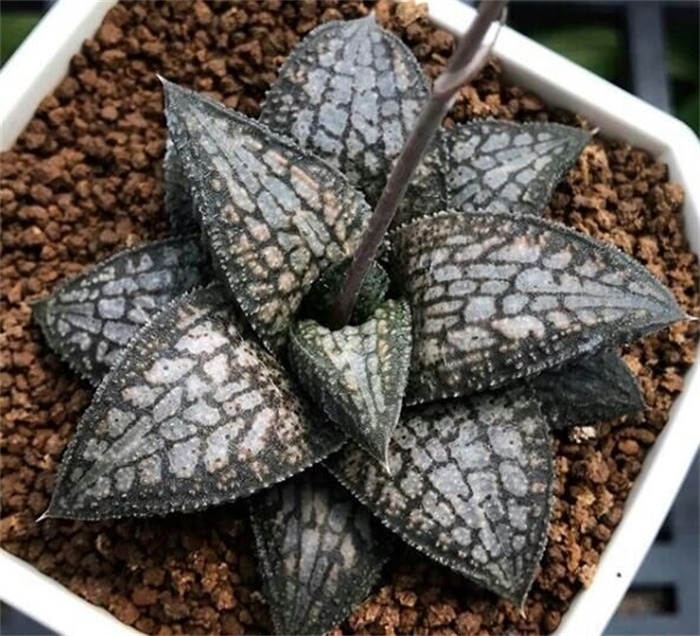 多肉水泡海豹老桩状态,库伯与海豹的区别