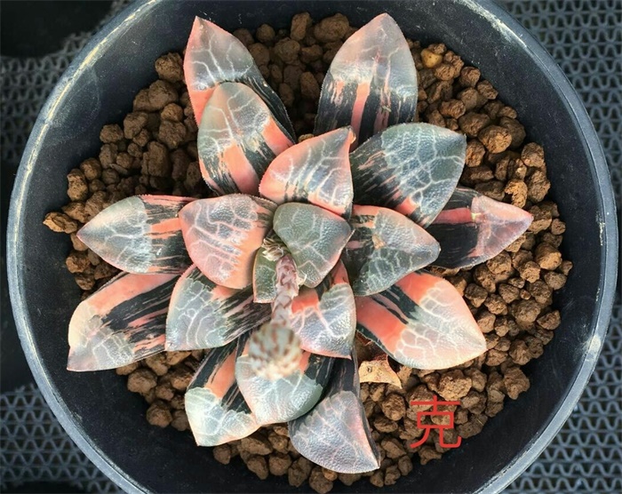 多肉水泡海豹老桩状态,库伯与海豹的区别